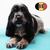 Engelse Cocker 251125 M (BE3045) 210126.JPG