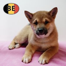 Shiba Inu 201125 F (BE1205) 210126.JPG