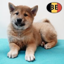 Shiba Inu 261125 M (BE1131) 210126.JPG