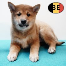Shiba Inu 261125 M (BE1135) 210126.JPG