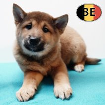 Shiba Inu 261125 M (BE1175) 210126.JPG