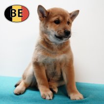 Shiba Inu 261125 M (BE1183) 210126.JPG