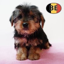 Yorkshire 211125 F (BE1139) 210126.JPG