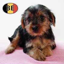 Yorkshire 211125 F (BE1148) 210126.JPG