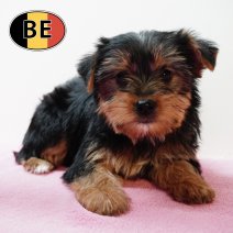 Yorkshire 211125 F (BE1156) 210126.JPG