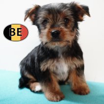 Yorkshire 211125 M (BE0923) 210126.JPG