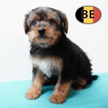 Yorkshire 211125 M (BE1179) 210126.JPG