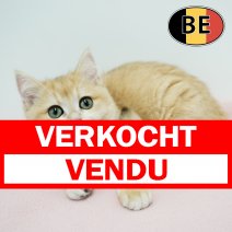 British shorthair 090925 F (BE1191) 160126 verkocht - vendu.jpg