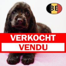 Engelse Cocker 251125 F (BE7827) 210126.verkocht-vendu.png