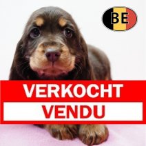 Engelse Cocker 251125 F (BE1591) 210126  Verkocht - Vendu.jpg