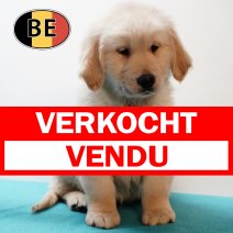 Golden Retriever 131125 M (BE5340) 160126 verkocht - vendu.jpg