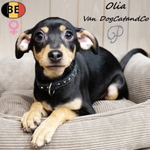 Pinscher Olia (met stamboom) 210925 F(BE0872) 230126.jpg