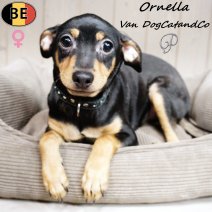 Pinscher Ornella (met stamboom) 210925 F(BE0876) 230126.jpg