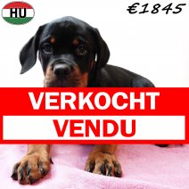 Rottweiler 290825 F(HU8506) 201225 verkocht - vendu.jpg