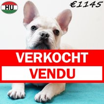 Franse Bulldog 310725 M(HU7396) 191125 verkocht - vendu.jpg