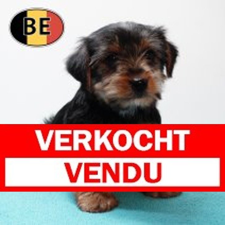 Yorkshire 211125 M (BE1157) 210126 Verkocht - Vendu.jpg