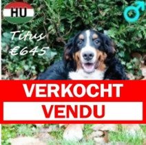 Berner Sennen Titus 260625 M(HU7286) 231225 Verkocht - Vendu.jpg