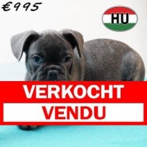 Franse Bulldog 020825 M (HU7369) 191125 Verkocht - Vendu.jpg