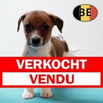 Jack Russell 141125 M (BE1227) 090126 Verkocht - Vendu.jpg