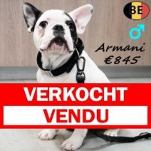 Franse Bulldog Armani 040825 M(BE0809) 030126 Verkocht - Vendu.jpg
