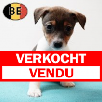 Jack Russell 141125 M (BE1204) 090126.verkocht-vendu