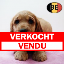 Engelse Cocker 161125 F(BE3865)  140126.verkocht-vendu.png