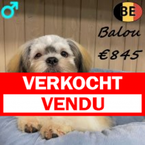 Shih Tzu Balou 200825 M(BE0829) 190126.verkocht-vendu.png