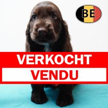 Engelse Cocker 171125 M (BE1619) 210126 verkocht - vendu.jpg