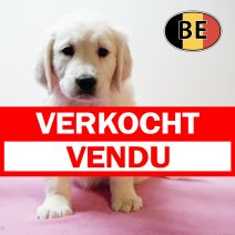 Golden Retriever 131125 F (BE5365) 160126 verkocht - vendu.jpg