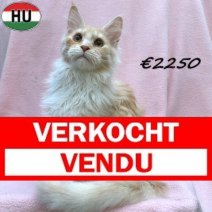 Maine Coon 010825 F(HU7349) 230126 Verkocht - Vendu.jpg