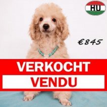 Poedel 020825 M(HU7229) 151225 Verkocht - Vendu.jpg