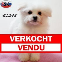 Pomapoo 240625 F(SK8940) 121125 Verkocht - Vendu.jpg