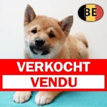 Shiba Inu 201125 M (BE1198) 210126 Verkocht - Vendu.jpg