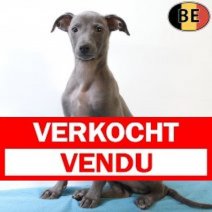 Italiaanse Windhond 310725 M(BE0943) 271025 Verkocht - Vendu.jpg