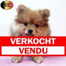 Keesje 061125 F(BE0142) 070126 Verkocht - Vendu.jpg