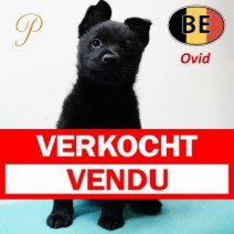 Schipperke 161125 Ovid (BE1264) 090126 Verkocht - Vendu.jpg