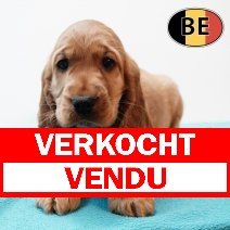 Engelse Cocker 161125 M(BE3285) 140126 verkocht - vendu.jpg