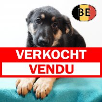Duitse Herder 021125 M (BE6840) 160126 verkocht - vendu.jpg