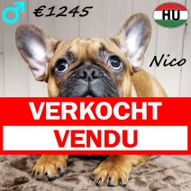 Franse Bulldog Nico 260625 M(HU3420) 241225 verkocht - vendu.jpg