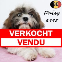 Lhasa Apso Daisy 130825 F(BE0869) 141225 verkocht - vendu.jpg