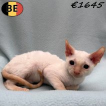 Cornish Rex 300925 M(BE1211) 260126.jpg