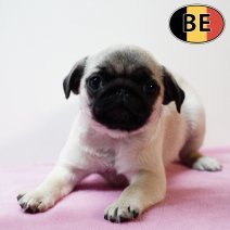 Mops 171025 F (BE4949) 311225.jpg