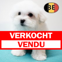 Maltezer 011125 M (BE0061) 090126.verkocht-vendu.png