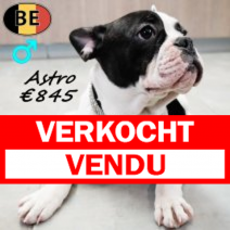 Franse Bulldog Astro 040825 M(BE0808) 030126.verkocht-vendu.png