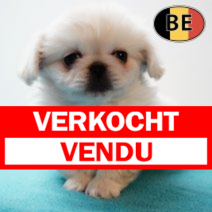 Pekingees 171125 M(BE4185)  140126.verkocht-vendu.png