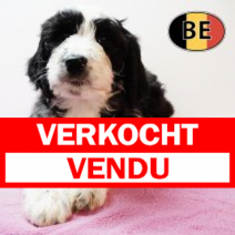 Labradoodle F 150925 (BE1007) 051225.verkocht-vendu.png