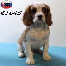 Cavalier King Charles 230925 M (SK7819) 130126..jpg