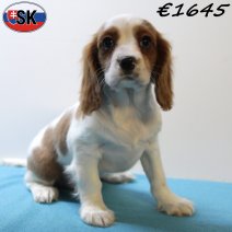 Cavalier King Charles 230925 M (SK7830) 130126..jpg