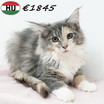Maine Coon 310725 F(HU7280) 191125..jpg