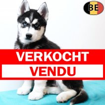 Husky 221025 M(BE1123) 261225 verkocht - vendu.jpg